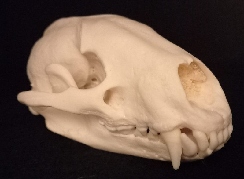 Badger Skull