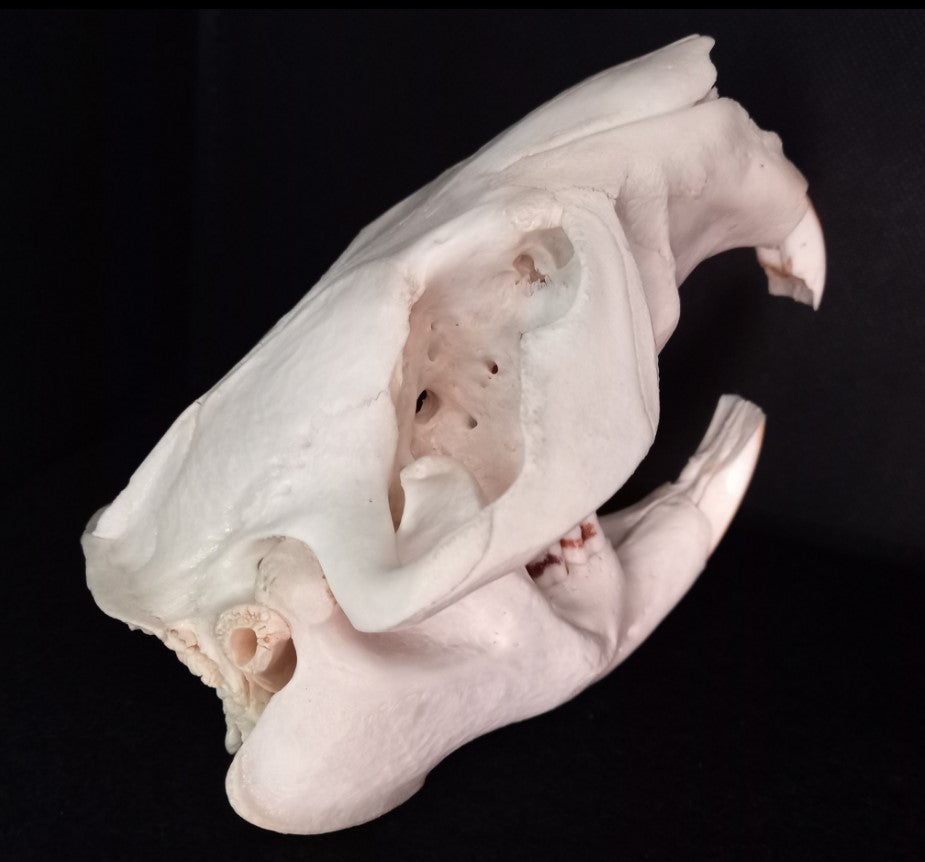 Beaver Skull (Sealed)