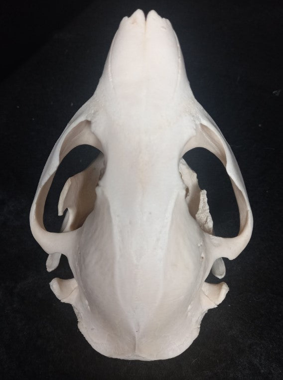 Beaver Skull (Medium)