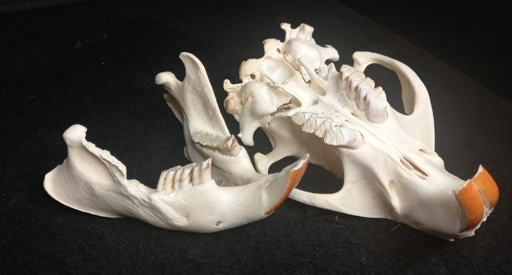 Beaver Skull (Medium)