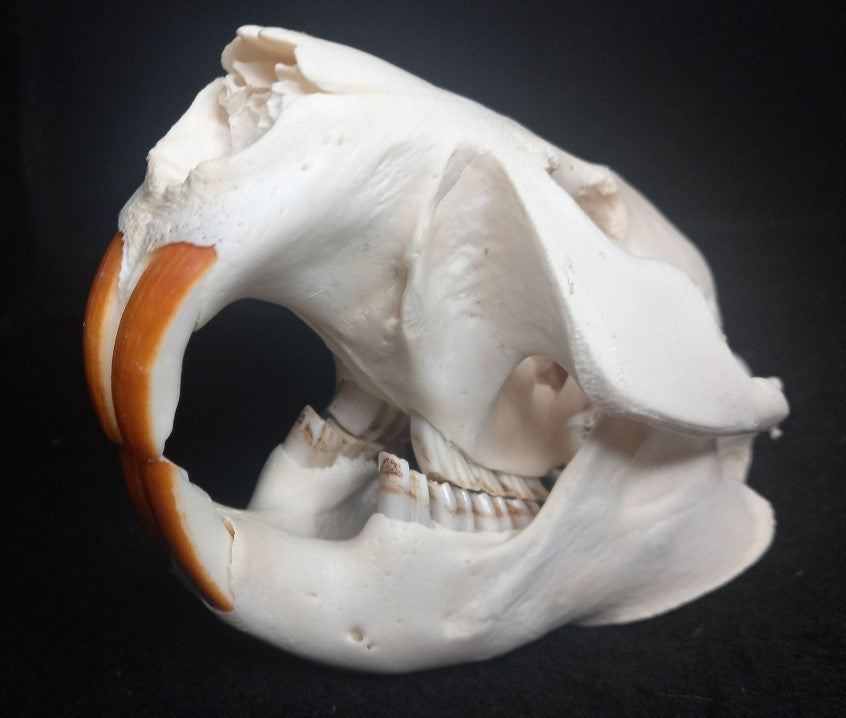 Beaver Skull (Medium)