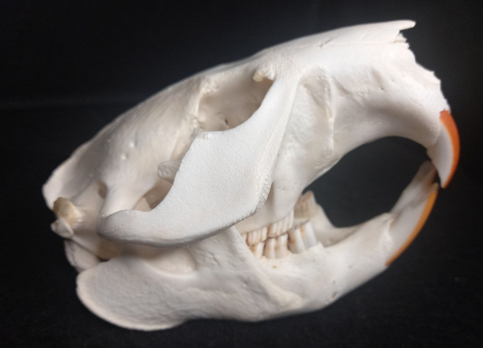 Beaver Skull (Medium)