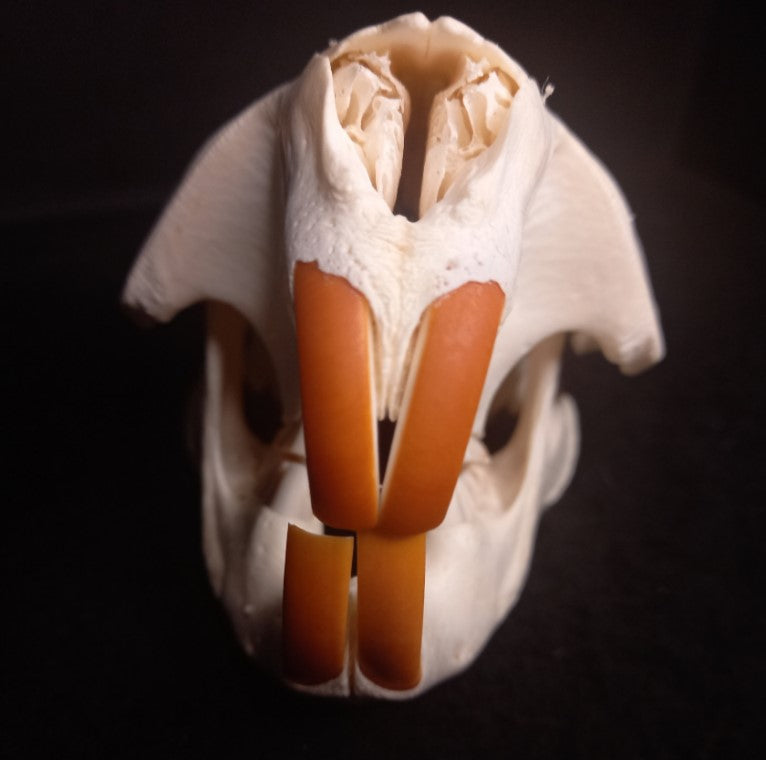 Beaver Skull (Medium)