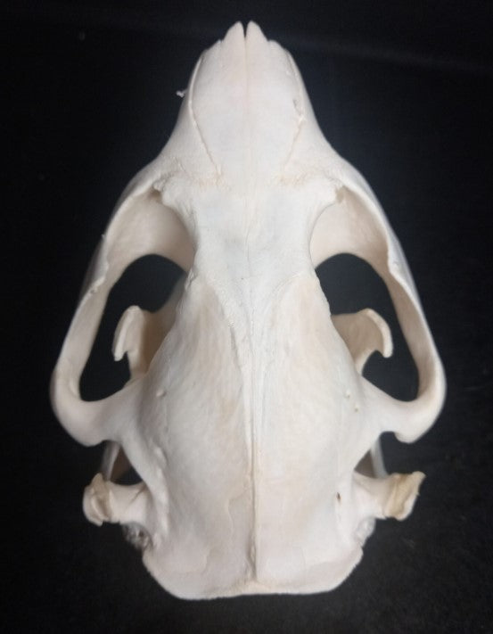 Beaver Skull (Medium)