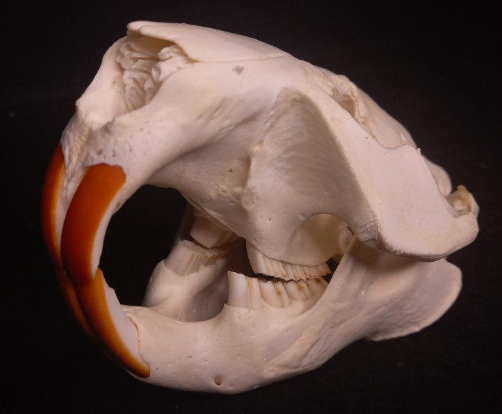 Beaver Skull (Medium)