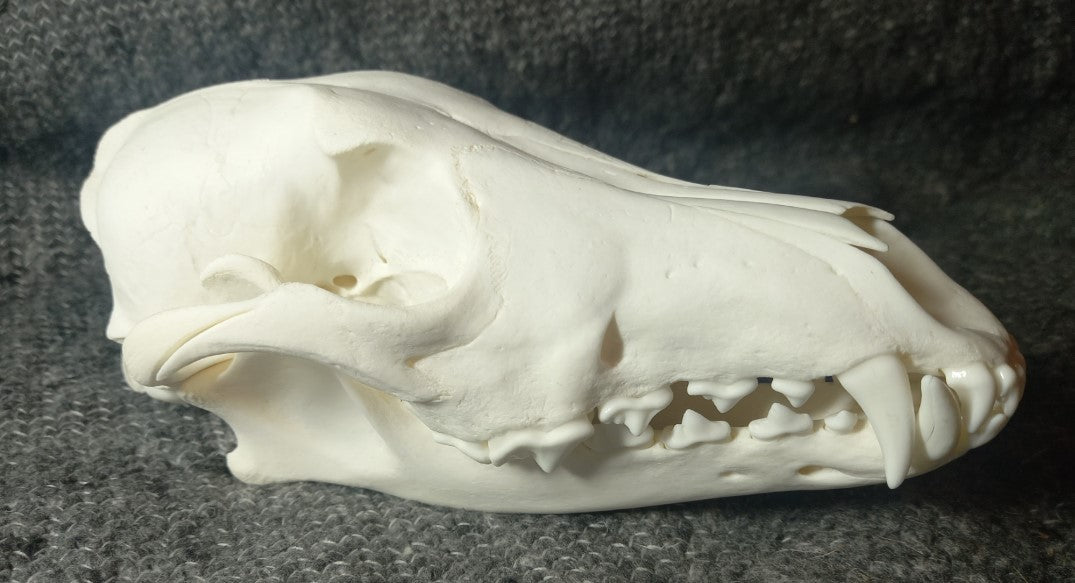 Coyote Skull