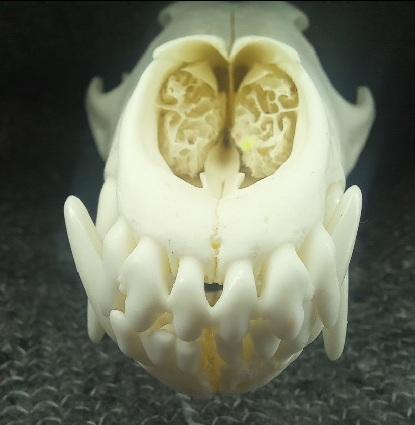Coyote Skull