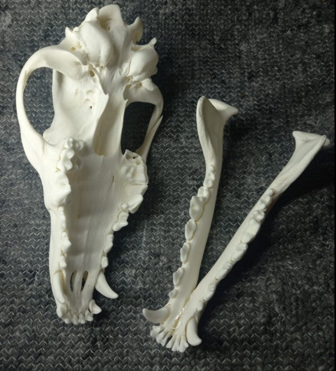Coyote Skull