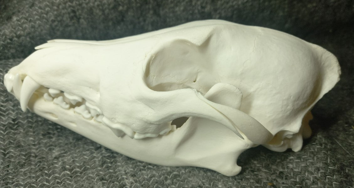 Coyote Skull