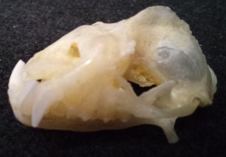 Diadem Leaf-Nosed Bat Skull