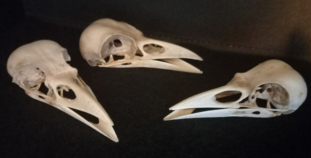 English Carrion Crow Skull