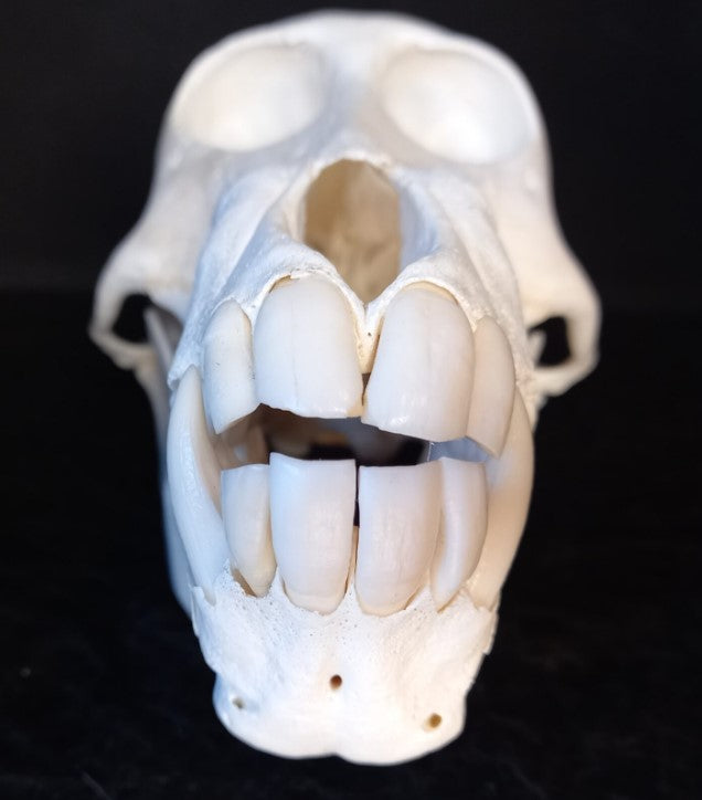 Chachma Baboon skull - female CITES (inc. shipping)