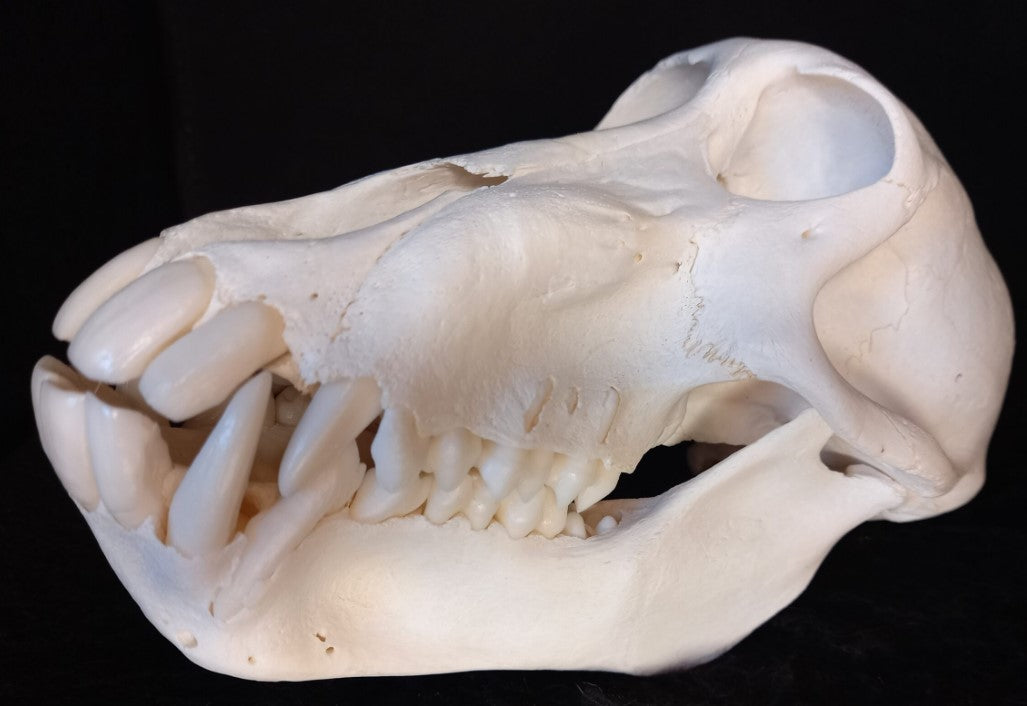 Chachma Baboon skull - female CITES (inc. shipping)