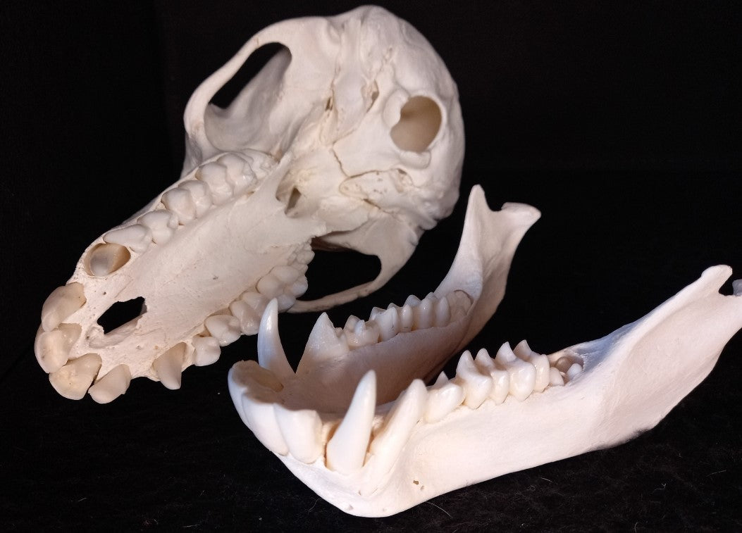 Chachma Baboon skull - female CITES (inc. shipping)
