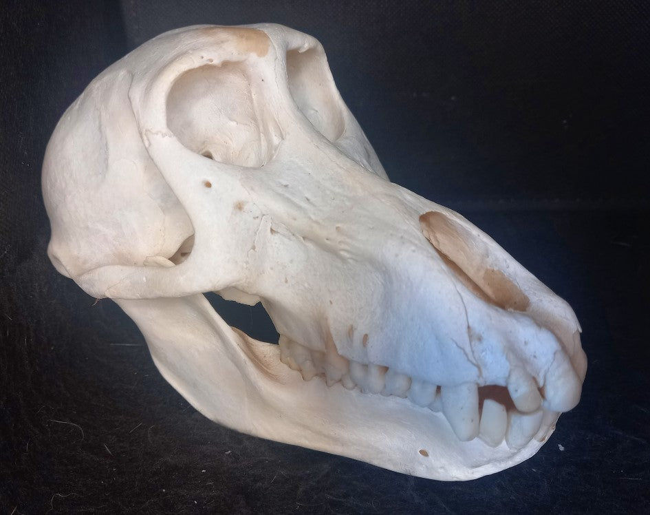 Chachma Baboon skull - female CITES (inc. shipping)
