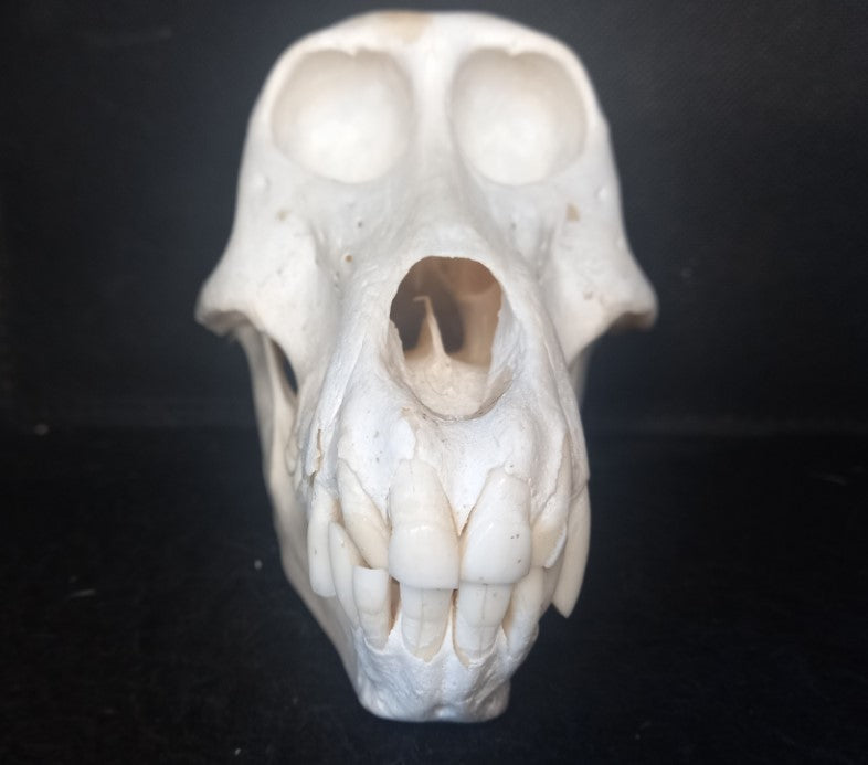 Chachma Baboon skull - female CITES (inc. shipping)