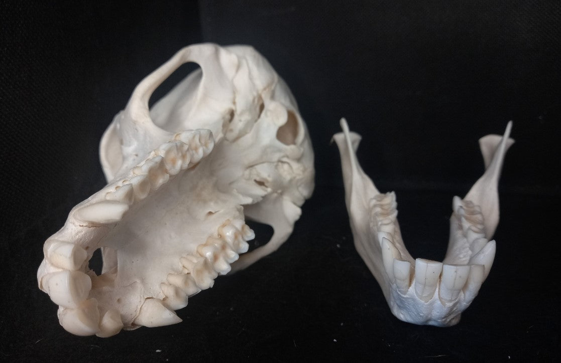 Chachma Baboon skull - female CITES (inc. shipping)