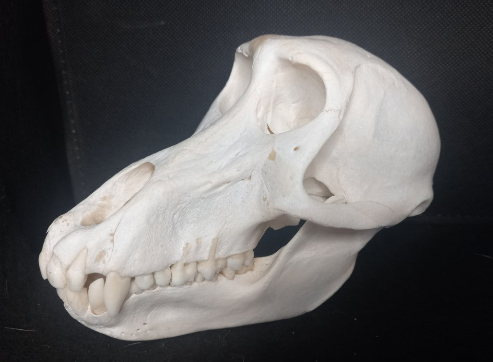 Chachma Baboon skull - female CITES (inc. shipping)