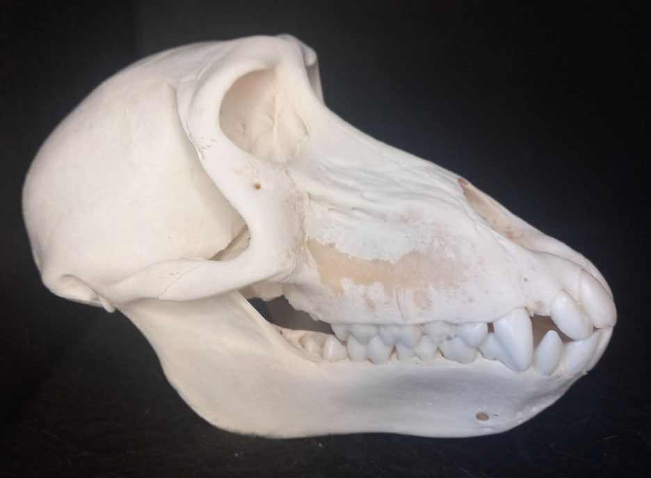 Chachma Baboon skull - female CITES (inc. shipping)