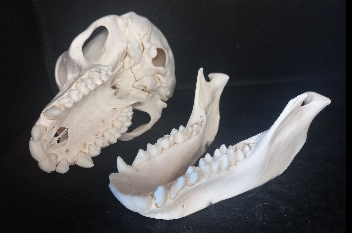 Chachma Baboon skull - female CITES (inc. shipping)