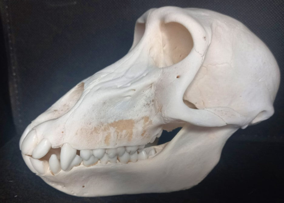 Chachma Baboon skull - female CITES (inc. shipping)