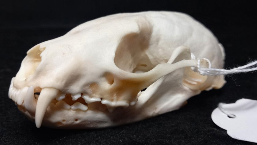 Fisher Skull (Female)