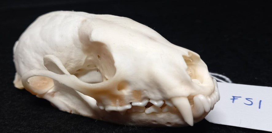 Fisher Skull (Female)