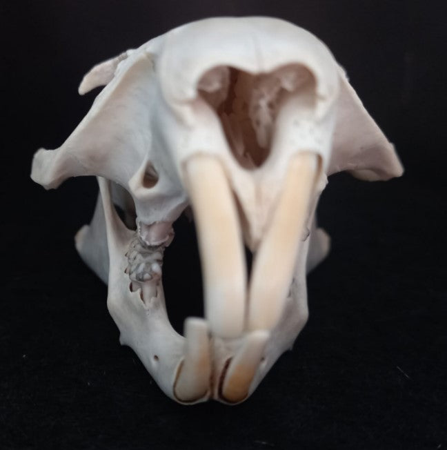 Groundhog Skull