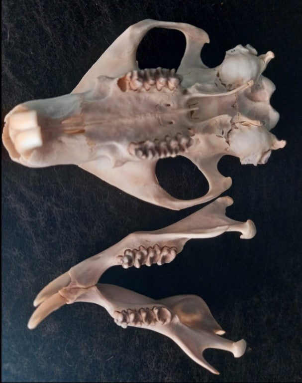 Groundhog Skull