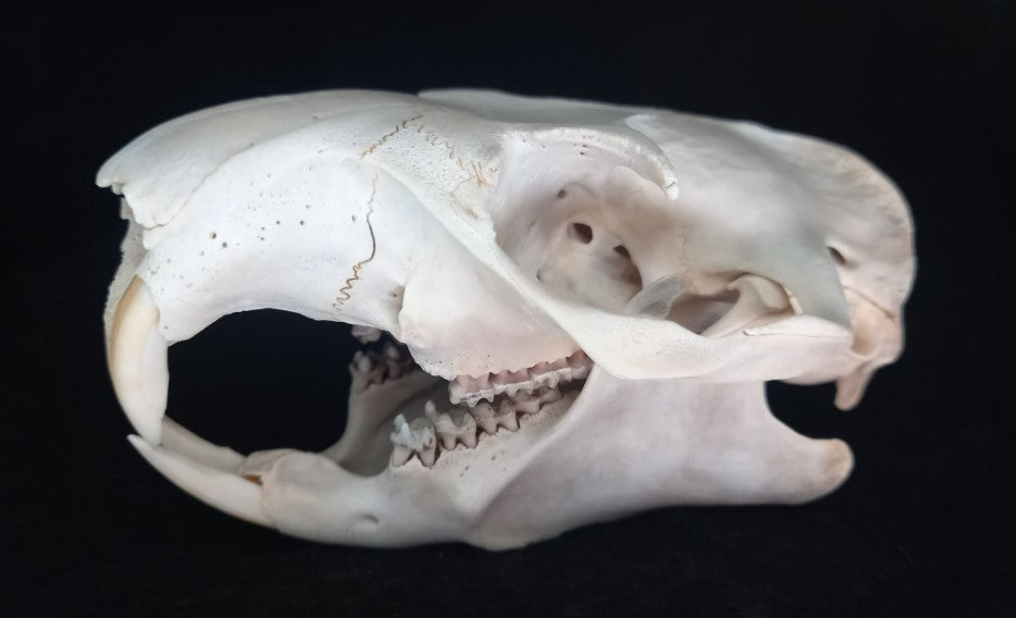 Groundhog Skull