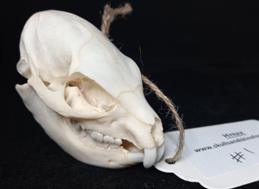 Hyrax Skull