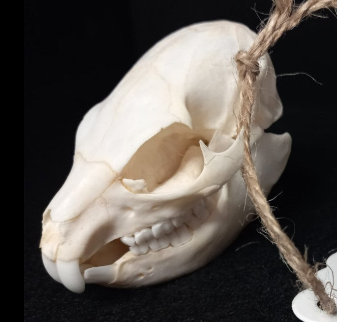 Hyrax Skull