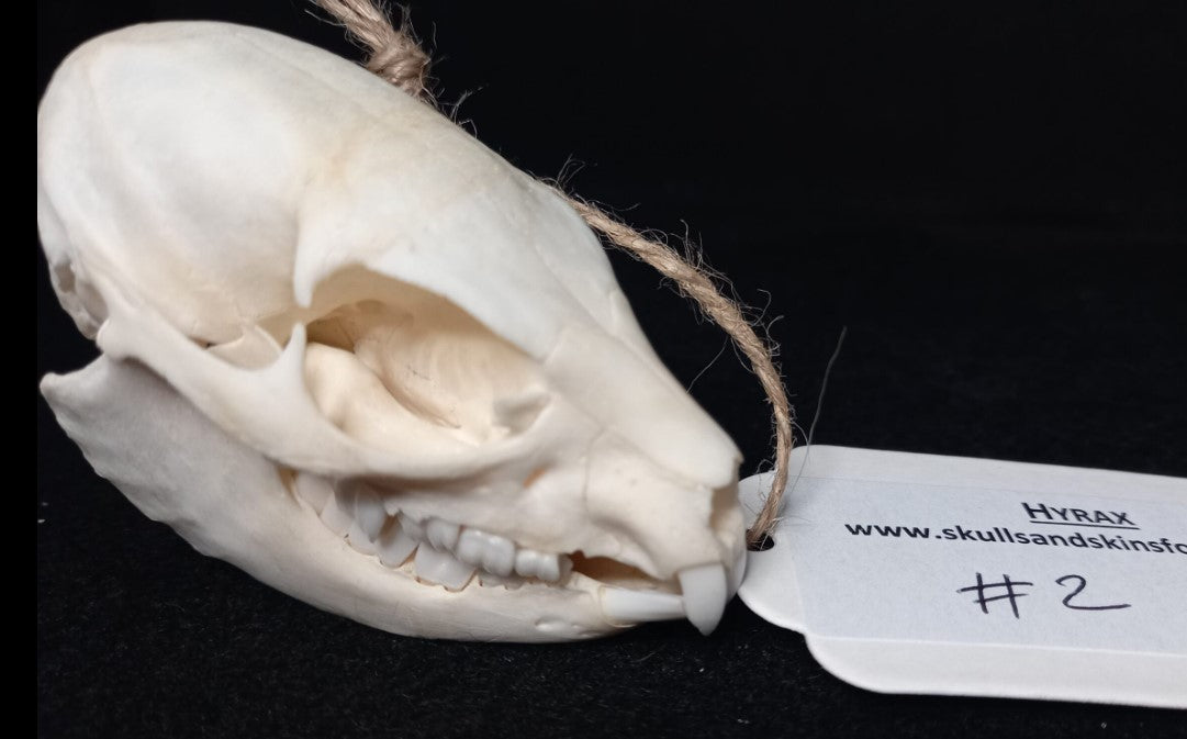 Hyrax Skull