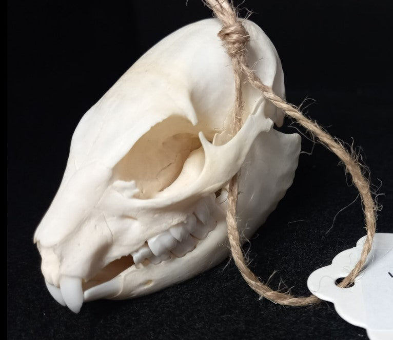 Hyrax Skull