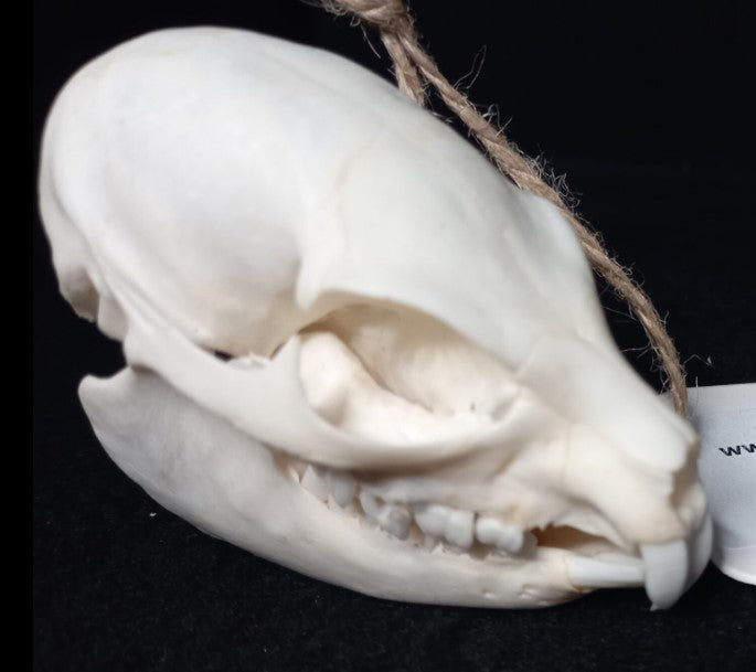 Hyrax Skull
