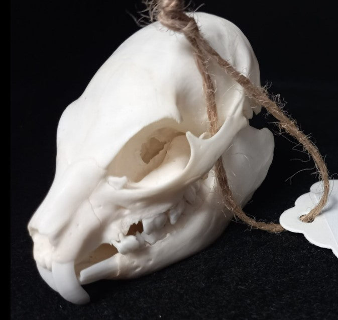 Hyrax Skull