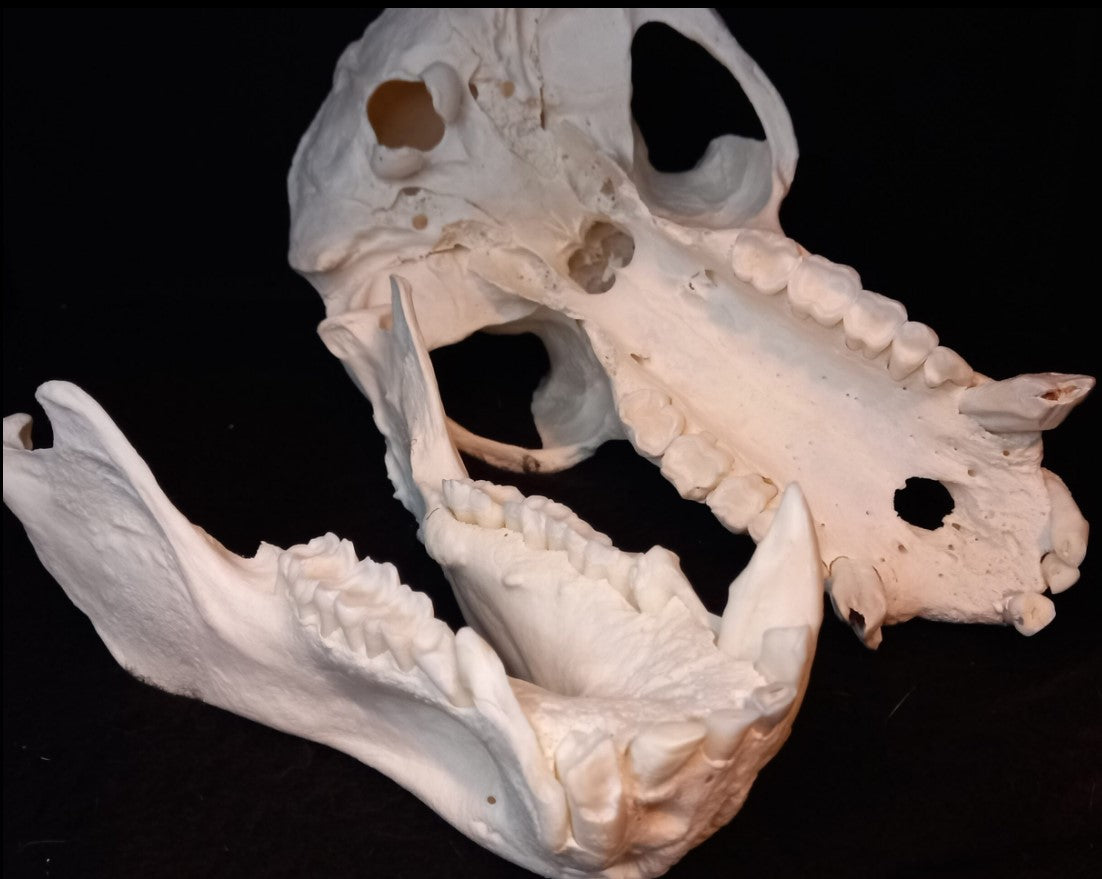 Chachma Baboon skull - male CITES (inc. shipping)