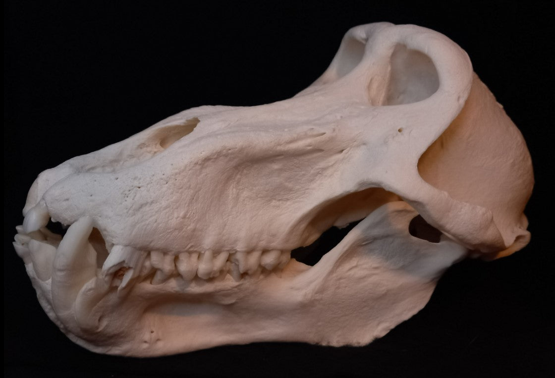 Chachma Baboon skull - male CITES (inc. shipping)