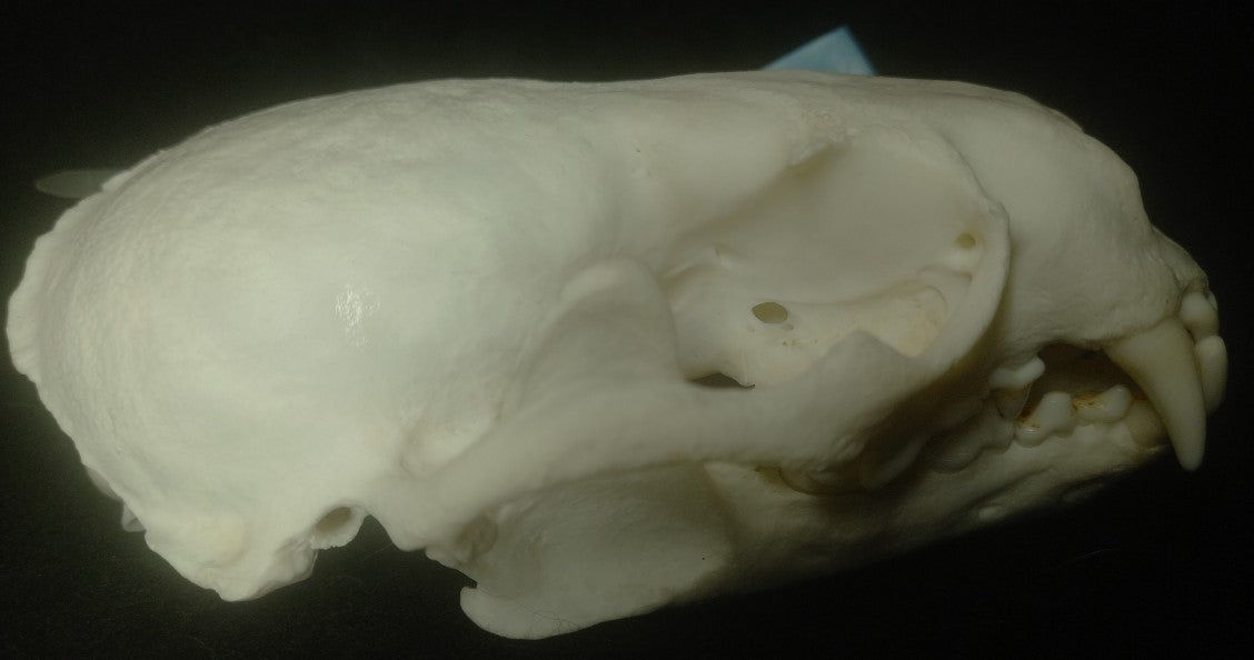 North American River Otter Skull (CITES)