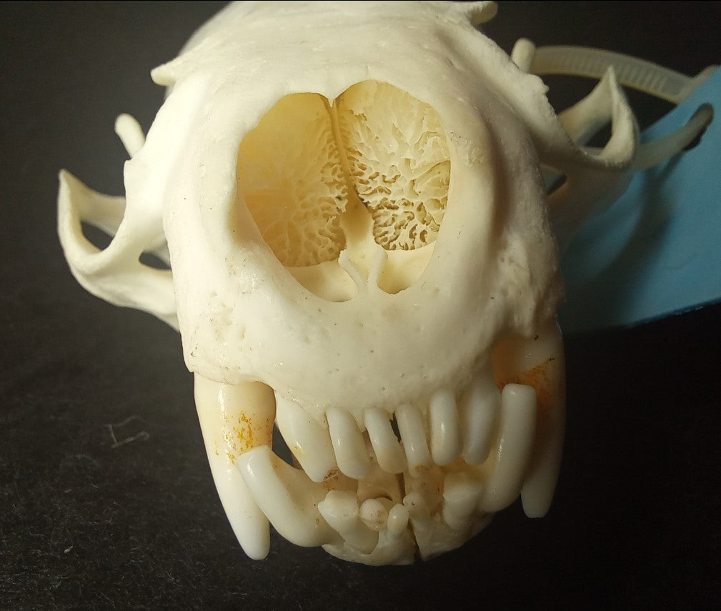 North American River Otter Skull (CITES)