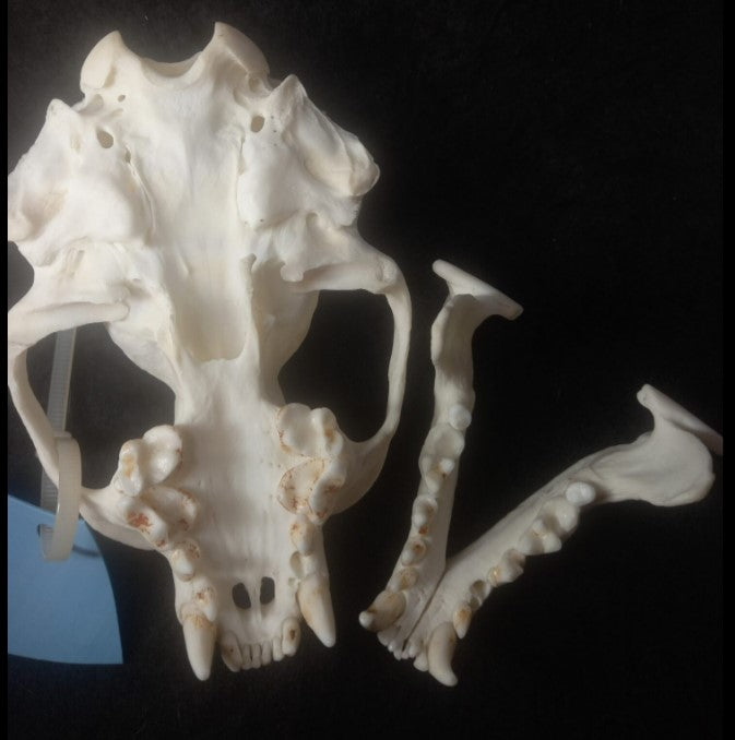 North American River Otter Skull (CITES)