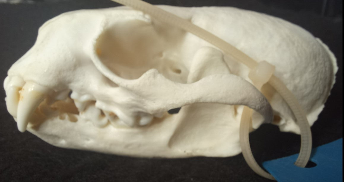 North American River Otter Skull (CITES)