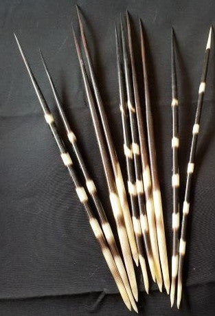 Porcupine Quills (10 pack)
