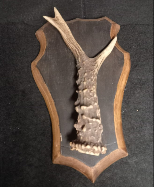 Roe Deer antler on shield