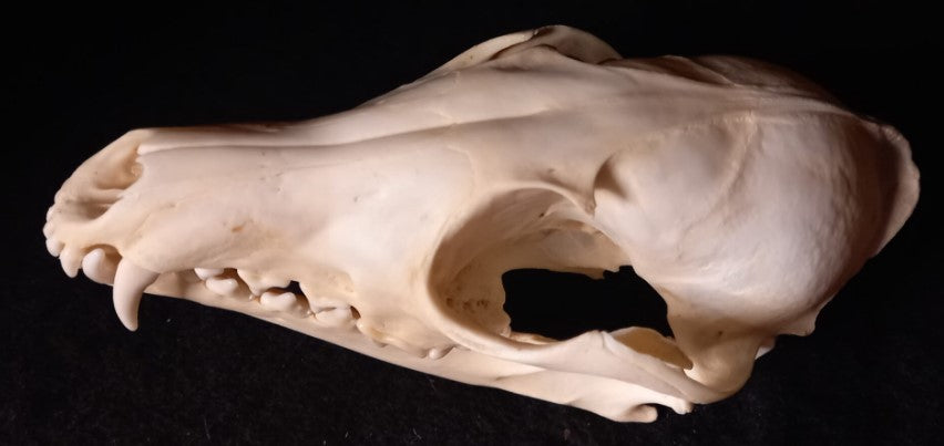 Canadian Red Fox Skull