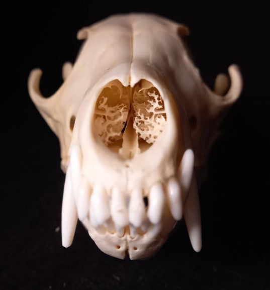 Canadian Red Fox Skull