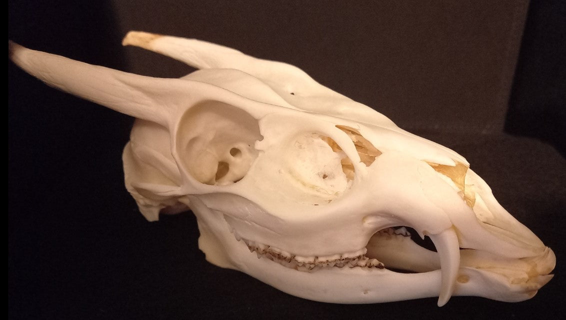 Reeves Muntjac deer skull with bottom jaw
