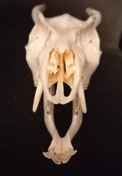 Reeves Muntjac deer skull with bottom jaw