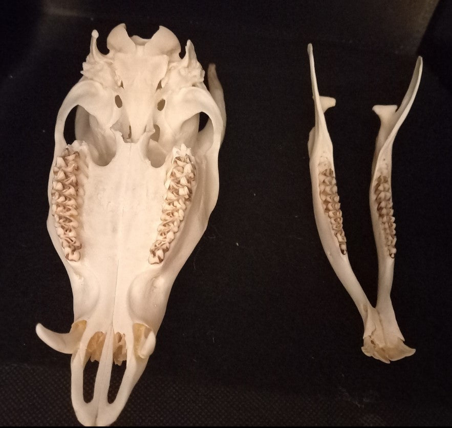 Reeves Muntjac deer skull with bottom jaw