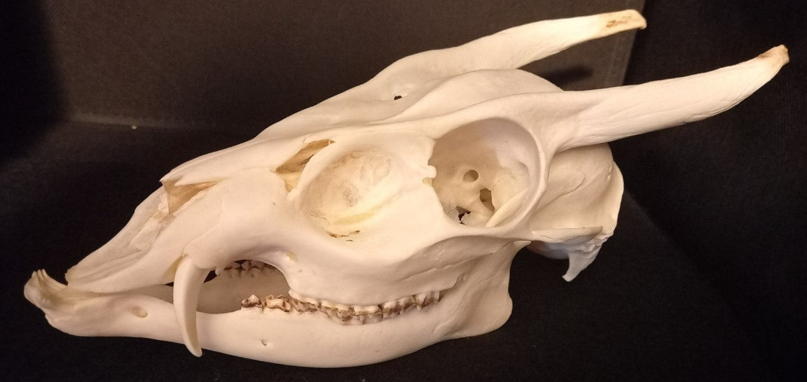 Reeves Muntjac deer skull with bottom jaw